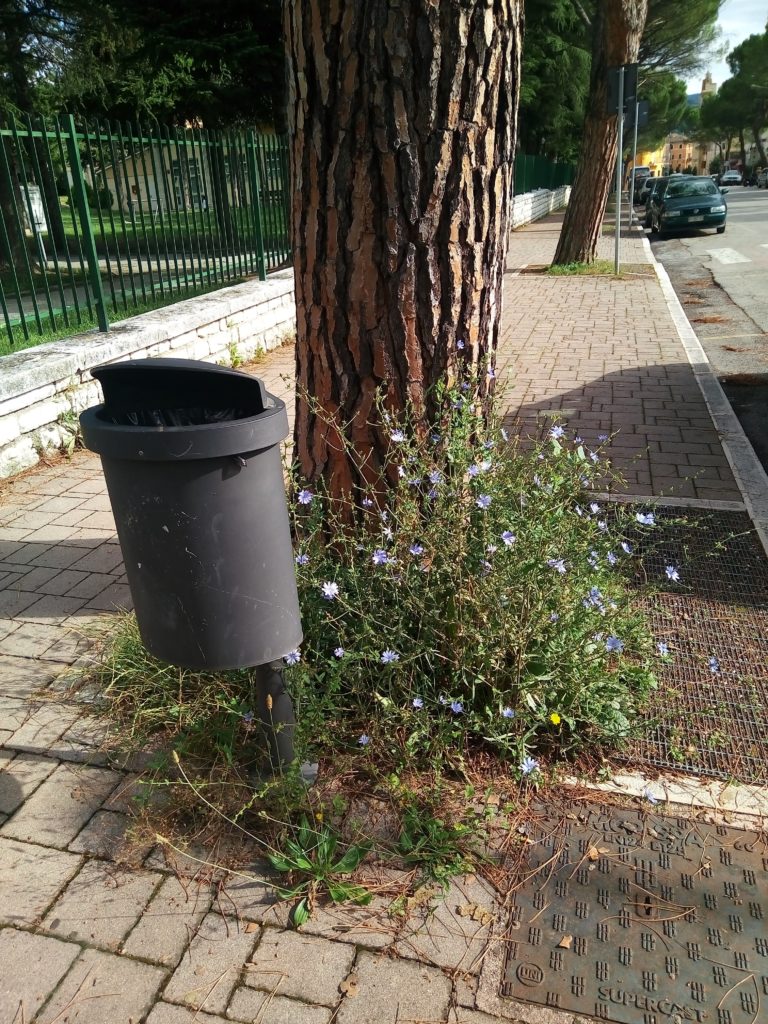 Se volete fare un regalo alla vostra mamma davanti alle scuole trovate dei bellissimi fiori di campo.